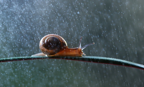 30 Beautiful Examples of Rain Photography In the rain 1 30 Beautiful Examples of Rain Photography