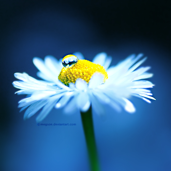 Macro Photography by Magda Kołakowska Magda Kolakowska5 Macro Photography by Magda Kołakowska