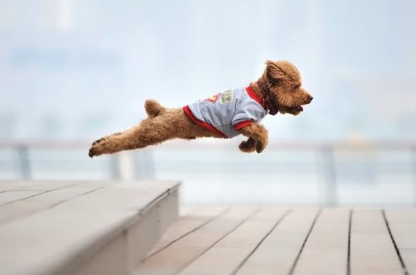 Friday Photography Inspiration #58 | Machoarts Photography super dog Friday Photography Inspiration #58 | Machoarts