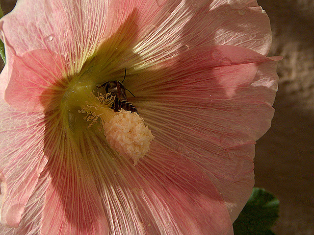 Sharon Sperry Bloom2 Photography by Sharon Sperry Bloom