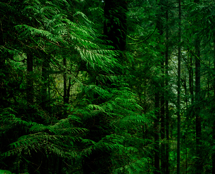 Zeb Andrews3 Into the forest by Zeb Andrews