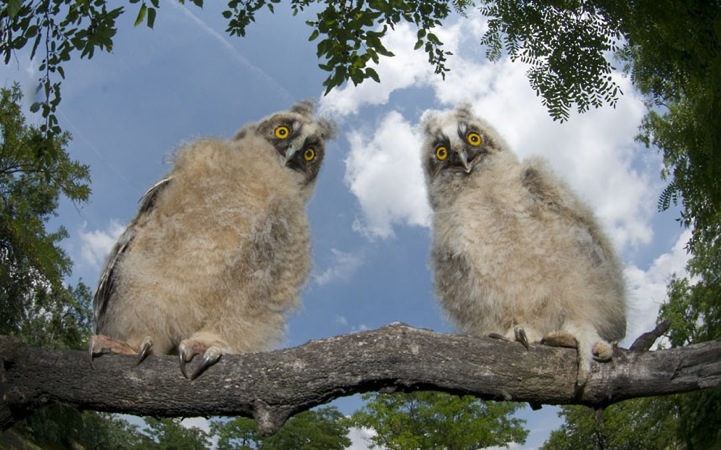 bencematewildlifephoto14 Incredible Photography by the Invisible Wildlife Photographer