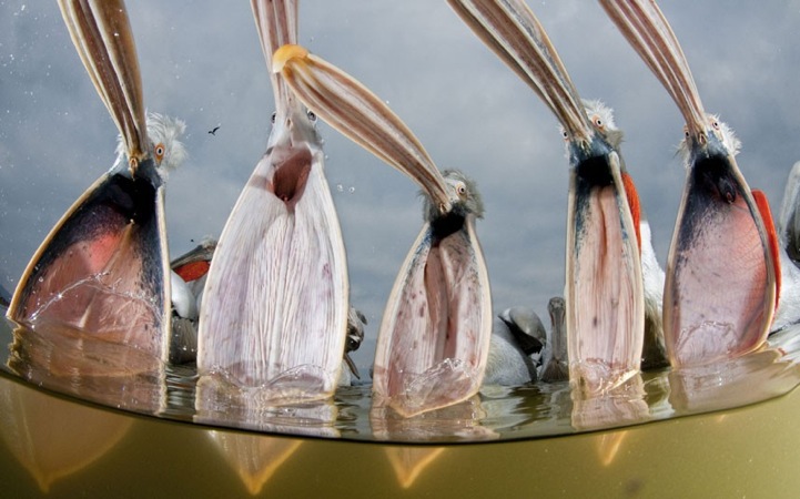 bencematewildlifephoto6 Incredible Photography by the Invisible Wildlife Photographer