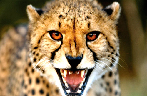 35 Pictures of Endangered Animals cheetah 35 Pictures of Endangered Animals