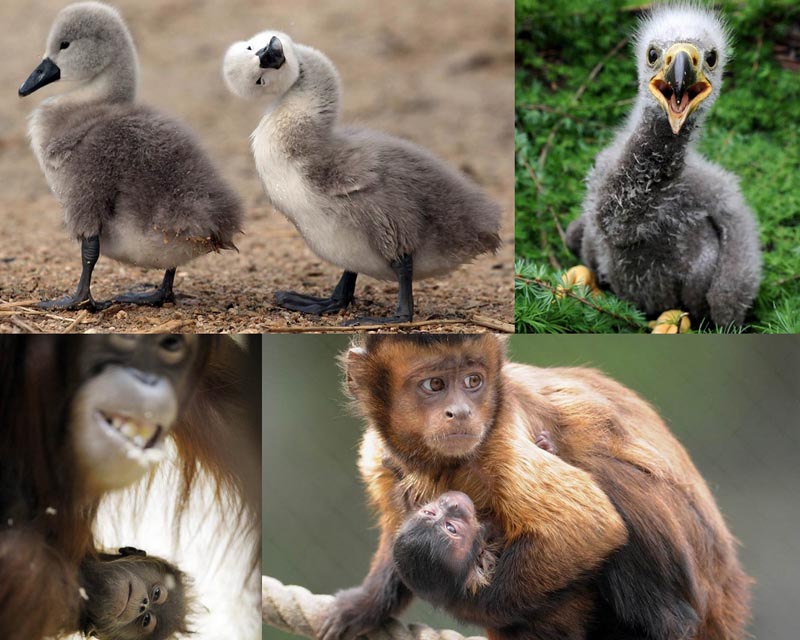 Our Animal Brothers d9bc3 BIGPIC2233 Our Animal Brothers