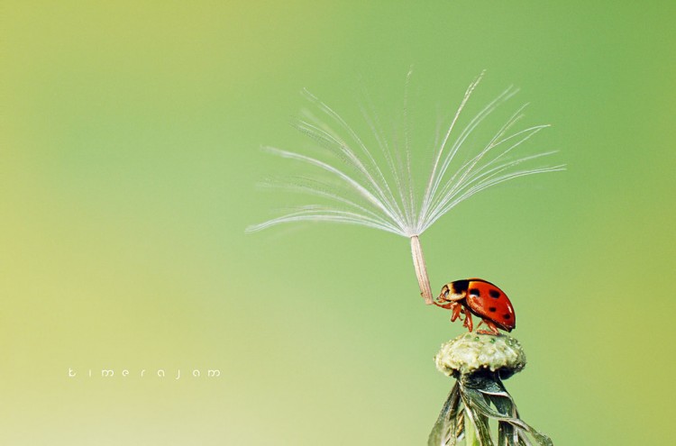 dont leave me alone 750x495 Little Beautiful things By Kimeajam