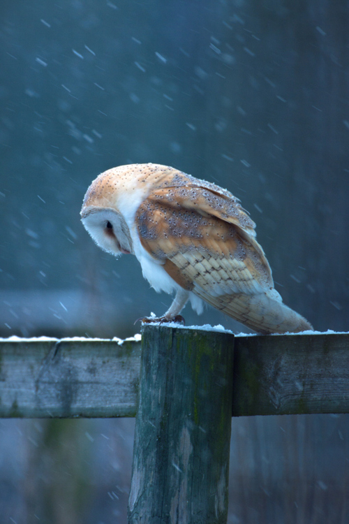 DAILY INSPIRATIONS FOR DYT #272 dyt1a DAILY INSPIRATIONS FOR DYT #272