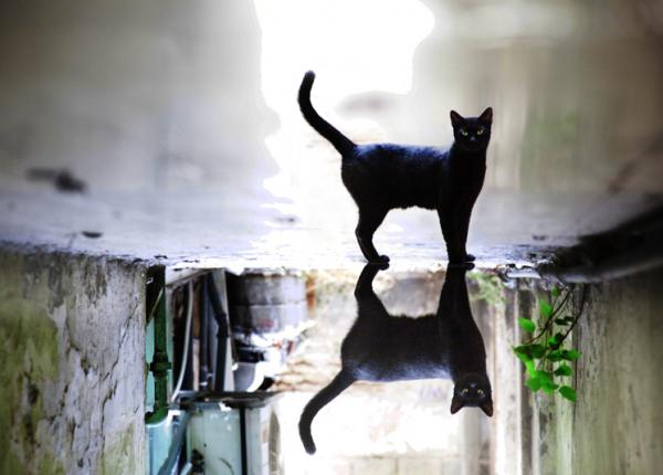 Photography by Gilad Benari el gato negro by gilad benari600 430 Photography by Gilad Benari