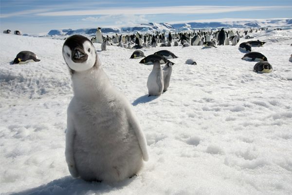 google penguin1 pic on Design You Trust google penguin1 Blogging in the Age of the Penguin