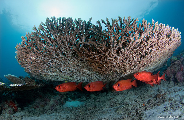 Maldivian dream by Andrey Narchuk i1a119 Maldivian dream by Andrey Narchuk