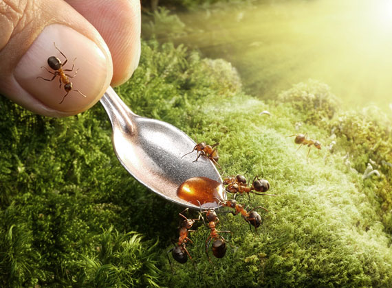 i1a121 Natural Ant Photography by Andrey Pavlov