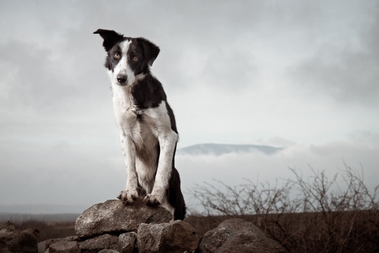 Daily Inspirations no. 434 i1a204 Daily Inspirations no. 434