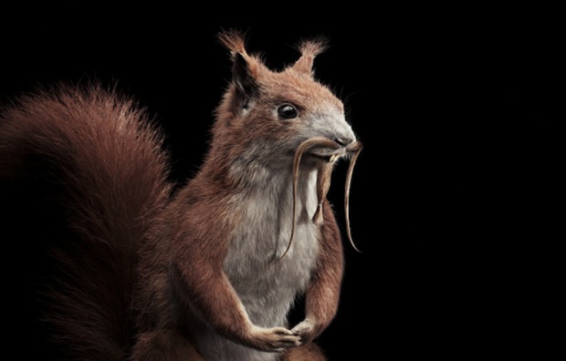 i1a85 Staudinger + Franke: Animal Haircuts for Braun
