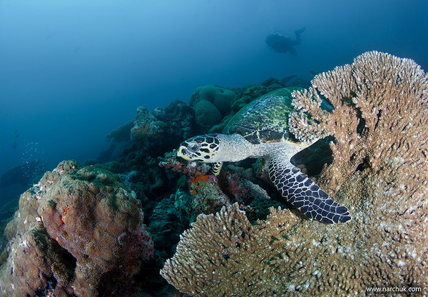 Maldivian dream by Andrey Narchuk i1b122 Maldivian dream by Andrey Narchuk
