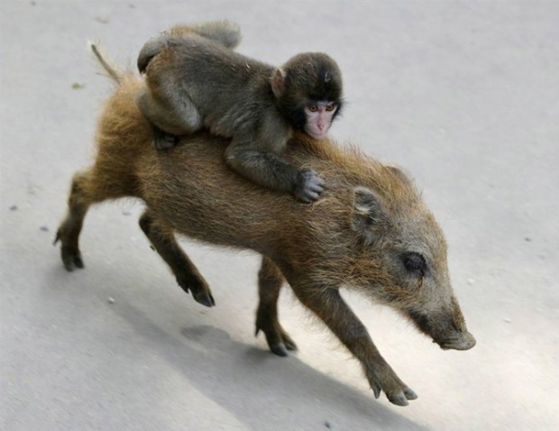 Best Animal Photography i1b185 Best Animal Photography