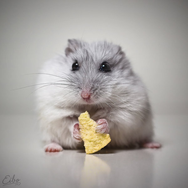 Animal by Eibo Jeddah i1b210 Animal by Eibo Jeddah