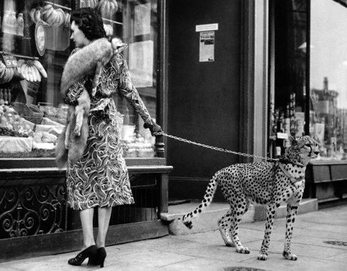 WILD PETS (1891 1971) i1b41 WILD PETS (1891 1971)
