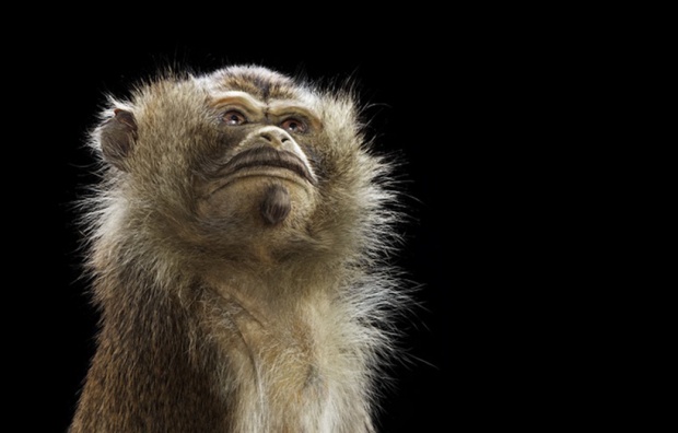 i1b89 Staudinger + Franke: Animal Haircuts for Braun