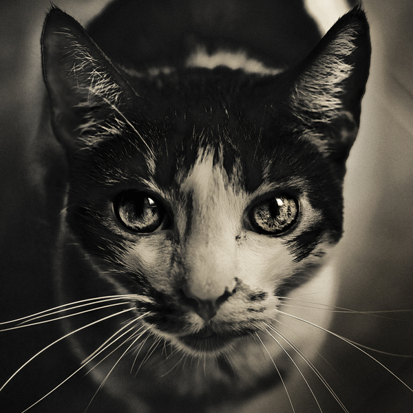 i1c101 Photography by David Terrazas
