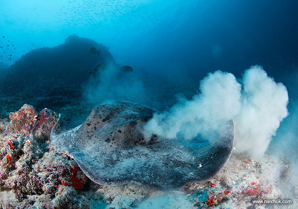 Maldivian dream by Andrey Narchuk i1c119 Maldivian dream by Andrey Narchuk