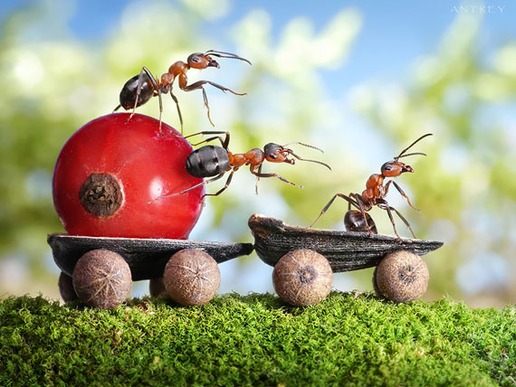 i1c121 Natural Ant Photography by Andrey Pavlov