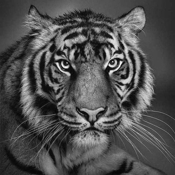 Is this really a drawing? i1c124 Is this really a drawing?