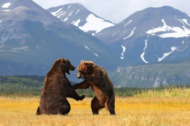 Best Animal Photography i1c181 Best Animal Photography