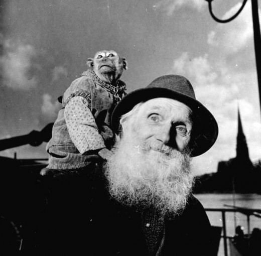 WILD PETS (1891 1971) i1c40 WILD PETS (1891 1971)
