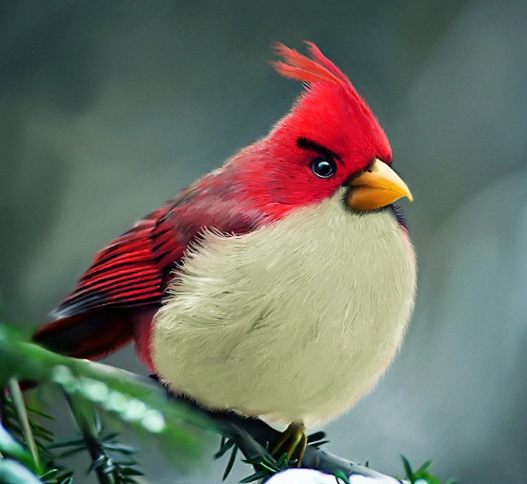 real life angrybirds red bird pic on Design You Trust real life angrybirds red bird Real Life Angry Birds