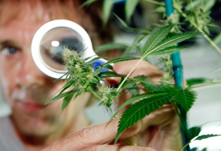 s m01 23029359 750x511 Marijuana