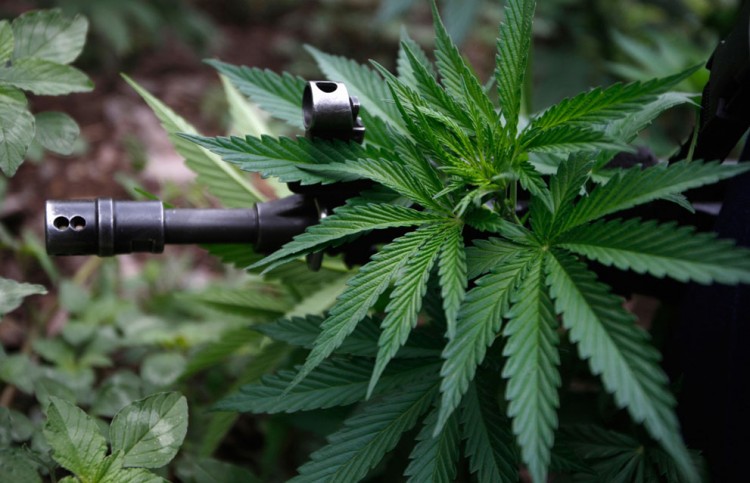 s m14 RTR2P213 750x483 Marijuana
