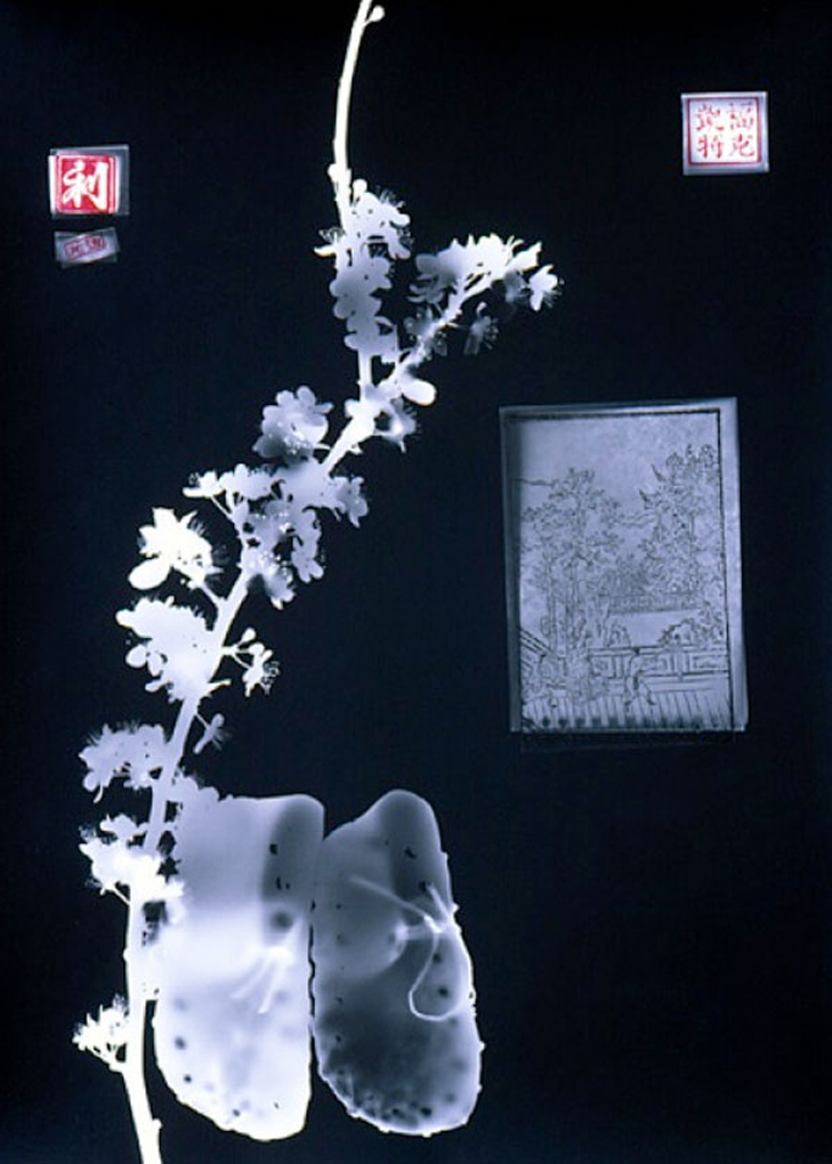 Photograms by Susan Purdy sp 7 Photograms by Susan Purdy