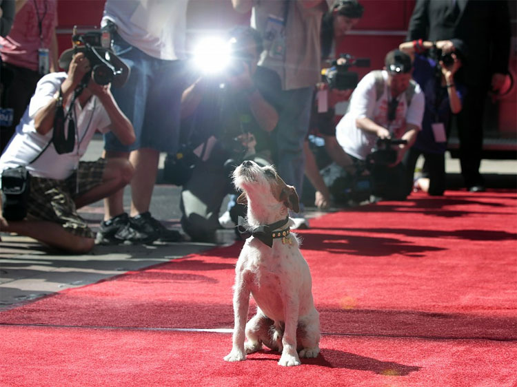 1260 Uggie the Dog Leaves Paw Prints in Hollywood, Bids Goodbye to Acting