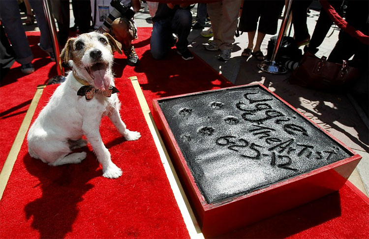 Uggie the Dog Leaves Paw Prints in Hollywood, Bids Goodbye to Acting 2161 Uggie the Dog Leaves Paw Prints in Hollywood, Bids Goodbye to Acting