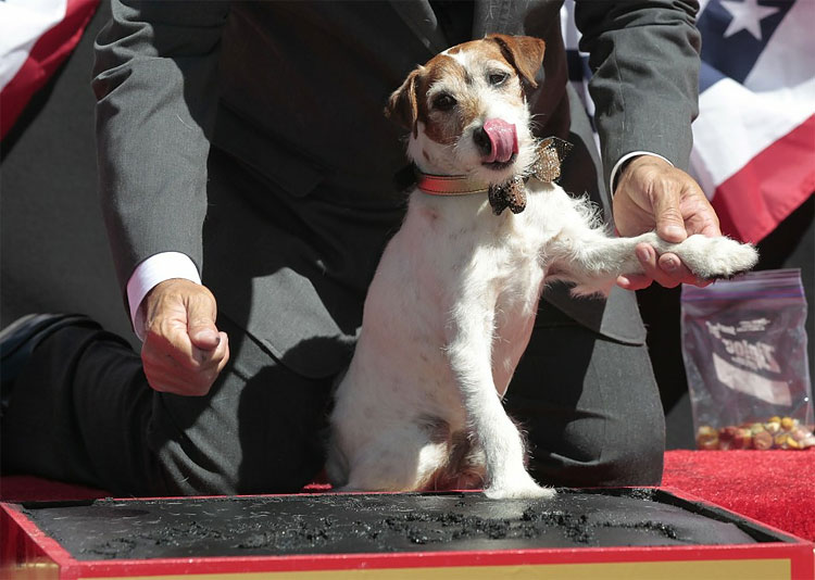 Uggie the Dog Leaves Paw Prints in Hollywood, Bids Goodbye to Acting 4103 Uggie the Dog Leaves Paw Prints in Hollywood, Bids Goodbye to Acting