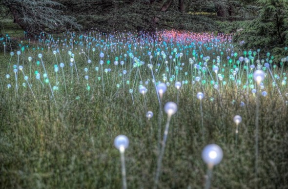 Wonderful Light Installations at LongWood Gardens 649f7494a8969dc58cf7b557ab9930b9 590x387 Wonderful Light Installations at LongWood Gardens