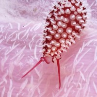 Amazing Nature Photography by David Doubilet David Doubilet2 200x200 Amazing Nature Photography by David Doubilet