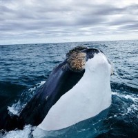 Amazing Nature Photography by David Doubilet David Doubilet3 200x200 Amazing Nature Photography by David Doubilet