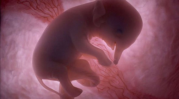 EMBRYONIC ANIMAL 1 EMBRYONIC ANIMAL PHOTOGRAPHS BY PETER CHINN