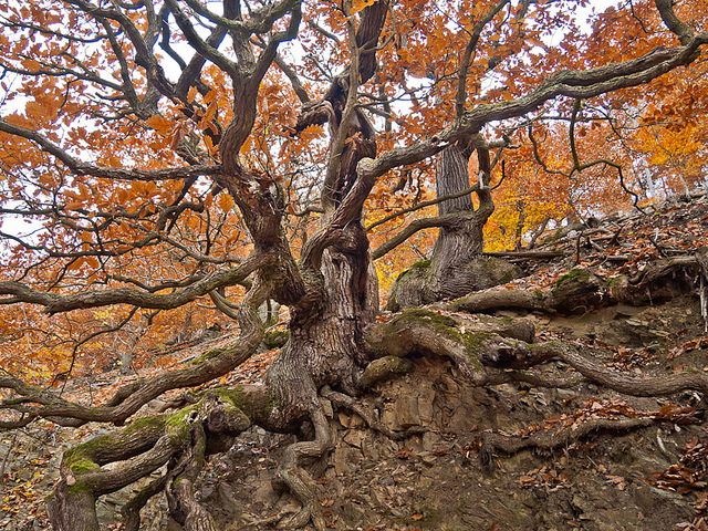Nature Photography by Martin Liebermann Martin Liebermann7 Nature Photography by Martin Liebermann
