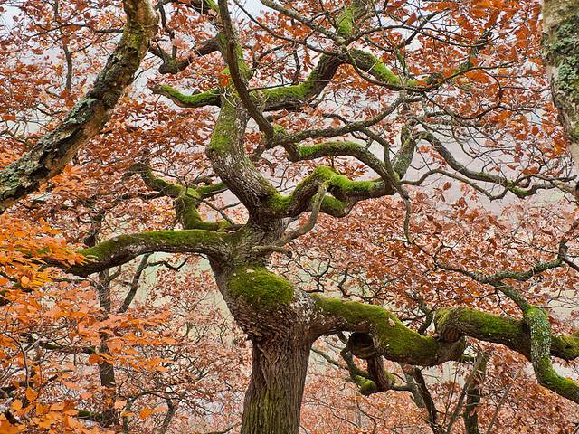 Nature Photography by Martin Liebermann Martin Liebermann9 Nature Photography by Martin Liebermann