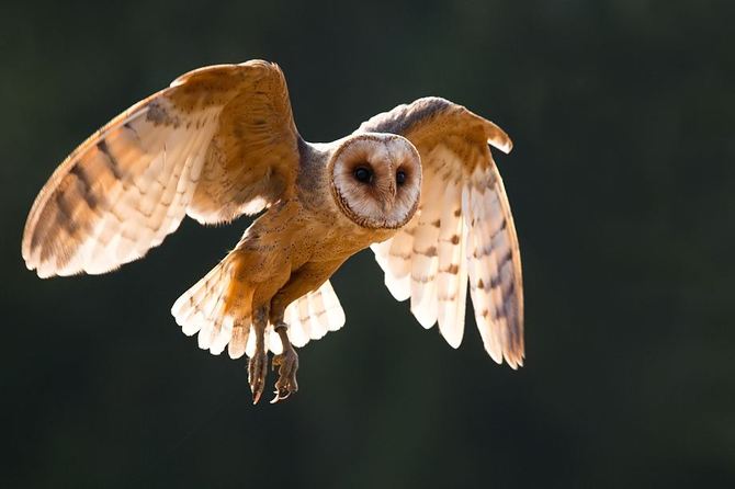 Animals Photography by Robert Adamec Robert Adamec Animals Photography by Robert Adamec