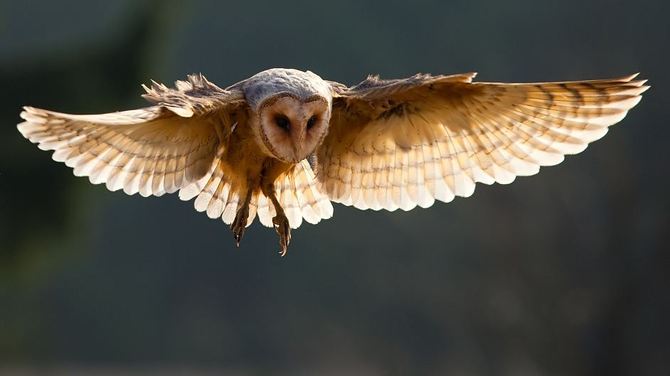 Animals Photography by Robert Adamec Robert Adamec15 Animals Photography by Robert Adamec