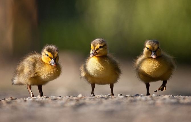 Animals Photography by Robert Adamec Robert Adamec5 Animals Photography by Robert Adamec