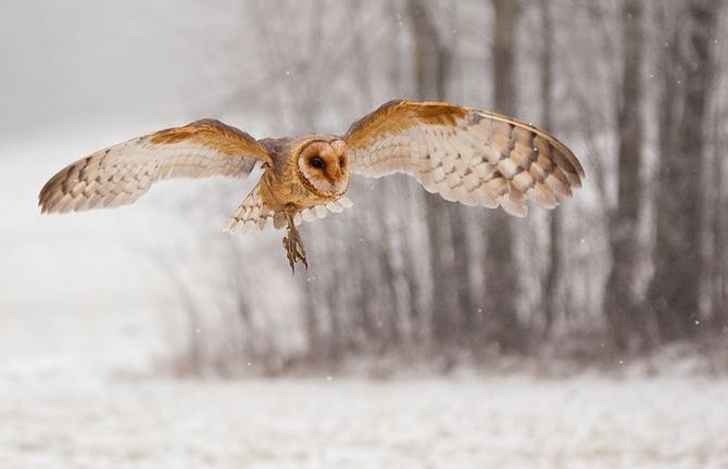 Animals Photography by Robert Adamec Robert Adamec7 Animals Photography by Robert Adamec