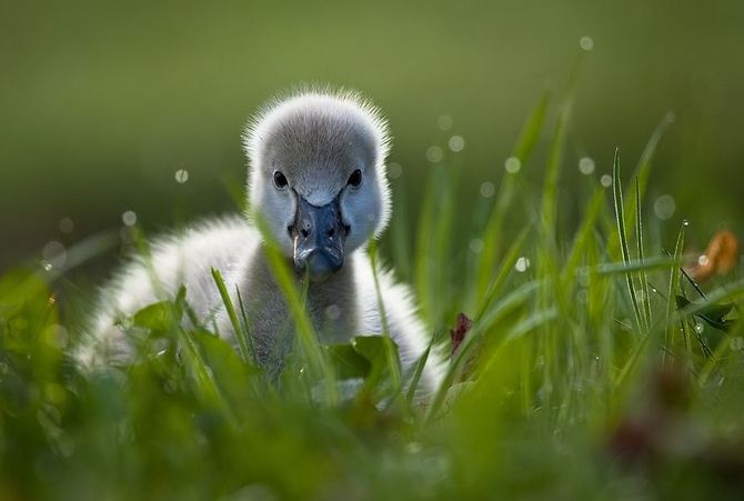 Animals Photography by Robert Adamec Robert Adamec9 Animals Photography by Robert Adamec