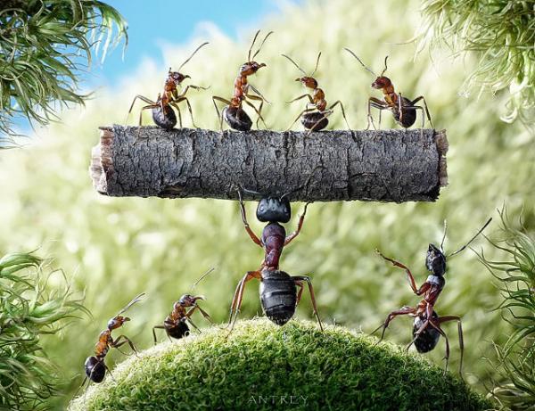 Ant Photography by Andrey Pavlov andrey pavlov29600 461 Ant Photography by Andrey Pavlov