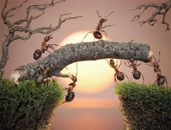 Ant Photography by Andrey Pavlov andrey pavlov30600 459 Ant Photography by Andrey Pavlov