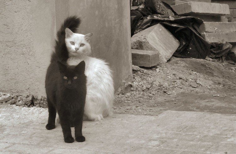 black cat white cat by bludlivijkot1 750x489 15 Black and White Images of Animals for Inspiration