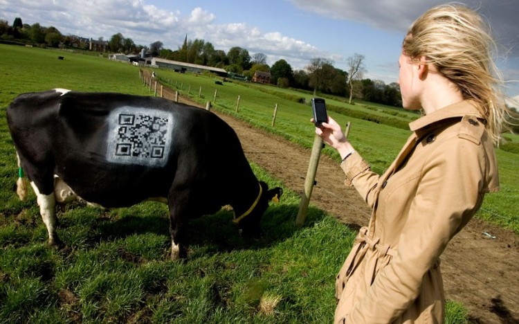 Farm paints QR code on cow cow qr code 2249192k 750x468 Farm paints QR code on cow